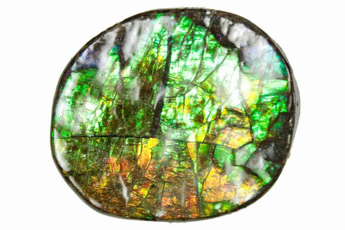 Flashy Ammolite (Fossil Ammonite Shell) - Greens & Oranges #357564